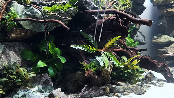 水草をピンセットで