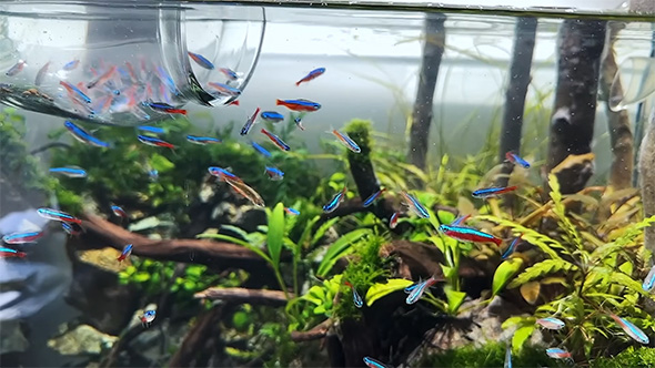 ネオンテトラ追加