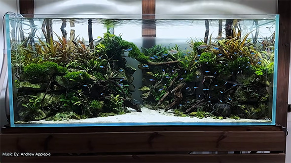 完成した水槽