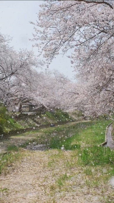 桜吹雪の映像