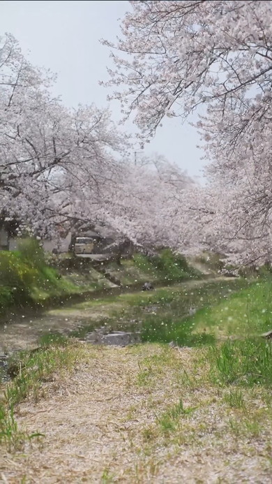 桜吹雪の映像