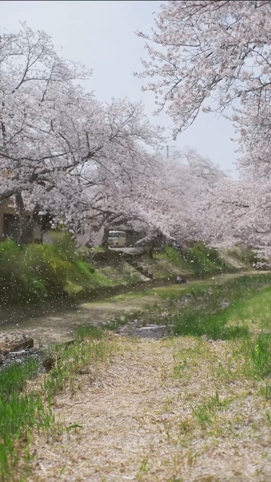 桜吹雪の映像