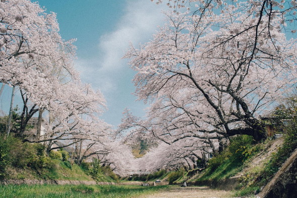 桜の絶景