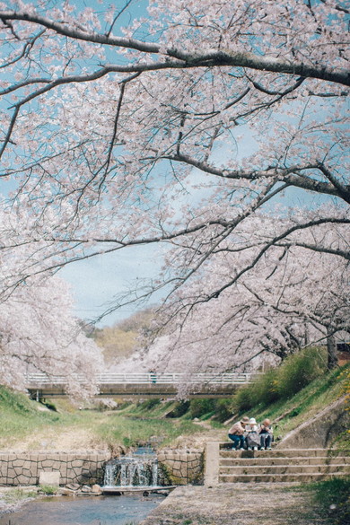 桜の絶景