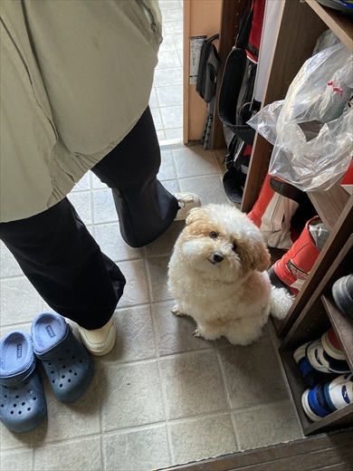 すごく小さく見えるときとめっちゃデカく見えるときがあるトイプー