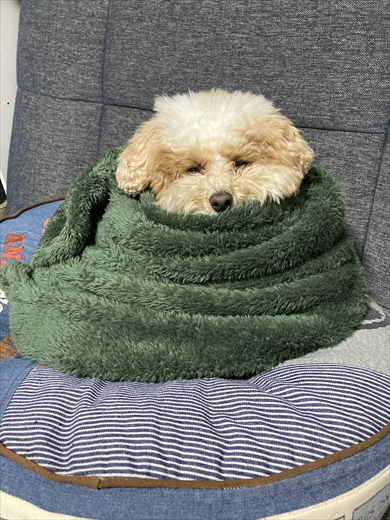 すごく小さく見えるときとめっちゃデカく見えるときがあるトイプー