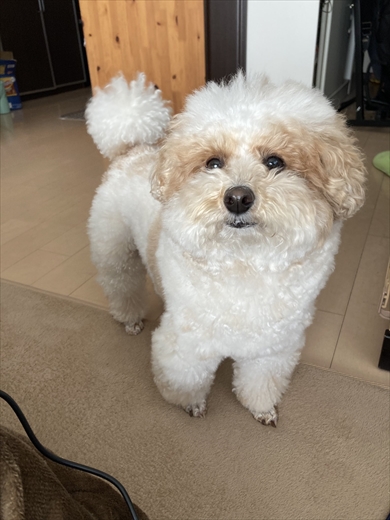 すごく小さく見えるときとめっちゃデカく見えるときがあるトイプー