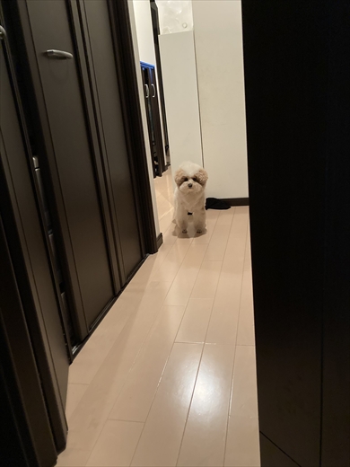 すごく小さく見えるときとめっちゃデカく見えるときがあるトイプー