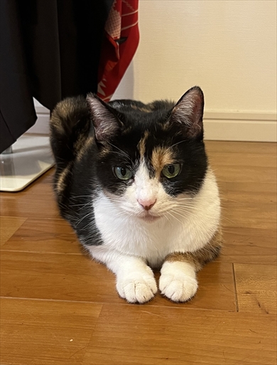 ChatGPTに猫を擬人化させたら…？