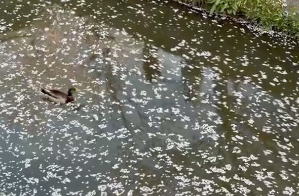 花筏に直面したカモの意外な行動