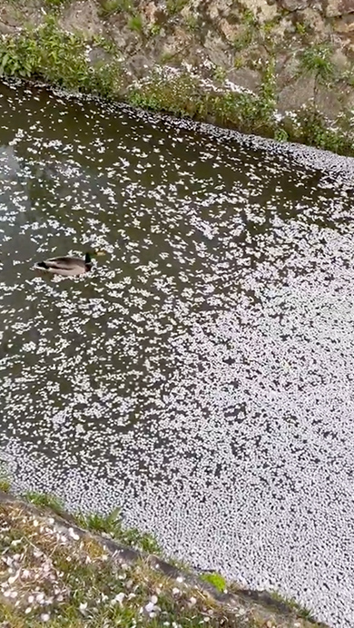 花筏に直面したカモの意外な行動