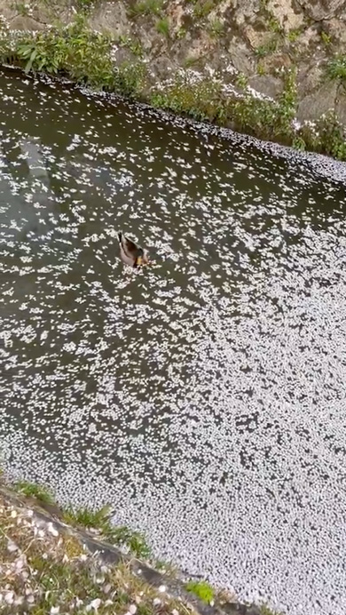 花筏に直面したカモの意外な行動