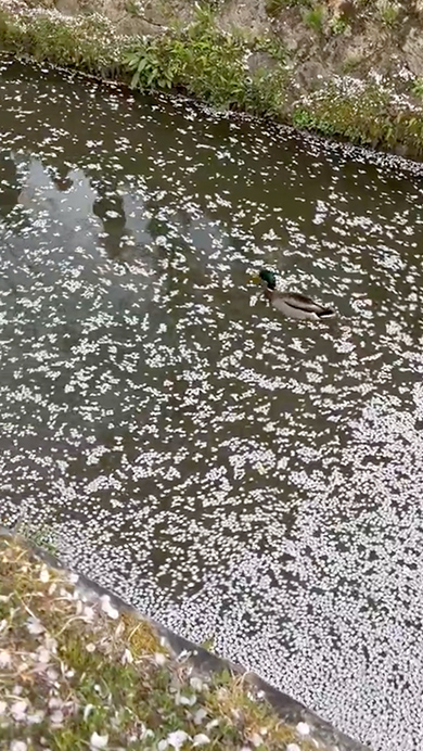 花筏に直面したカモの意外な行動