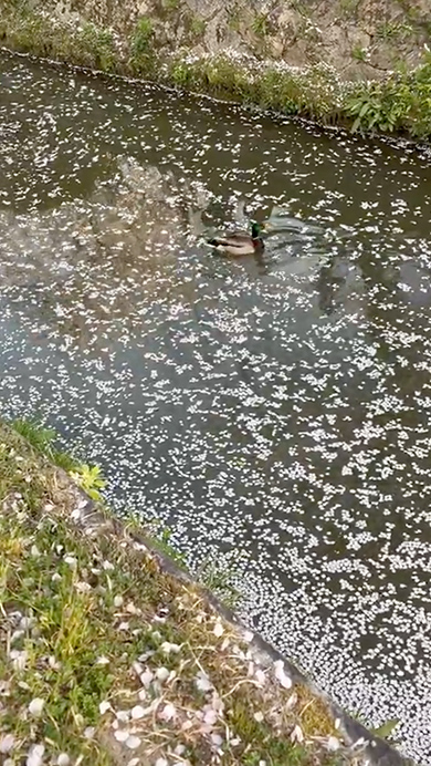 花筏に直面したカモの意外な行動