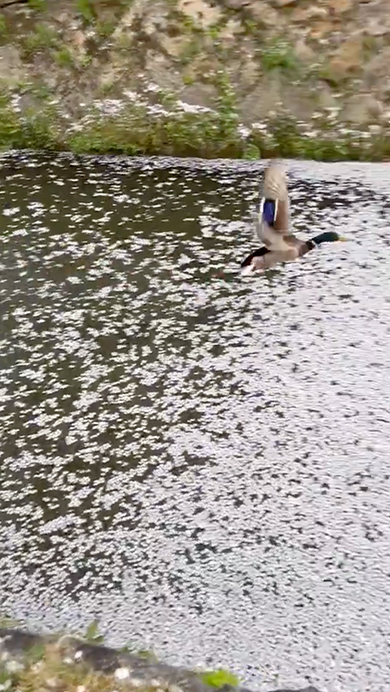 花筏に直面したカモの意外な行動