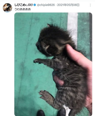 ボロボロの子猫