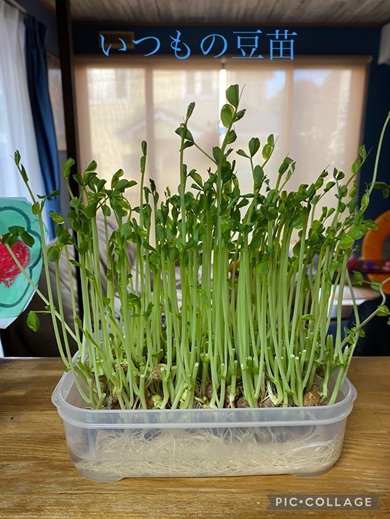 茎が細くて葉も小さかった地植え前の豆苗