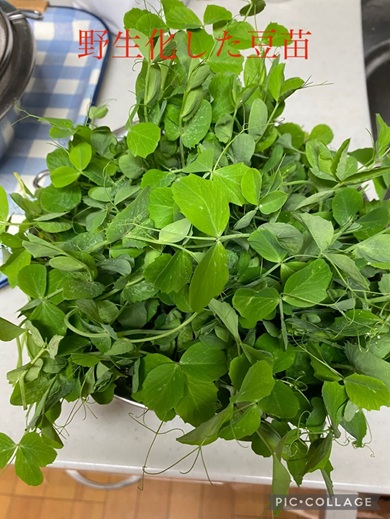 茎が長く伸びて、葉も格段に大きくなった地植え後の豆苗