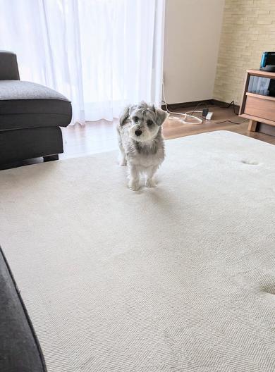 コタツを探す犬