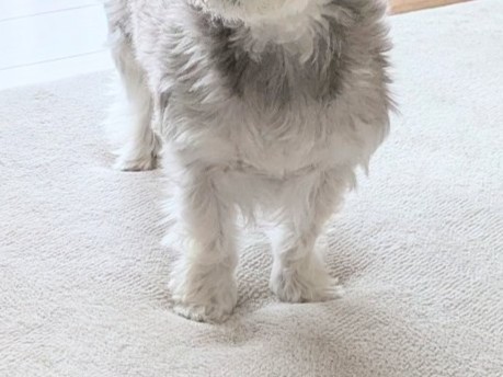 コタツがないガランとした部屋に佇む犬