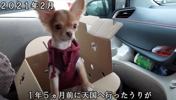 天国にいる先代犬にそっくりなワンコをお迎えしたら