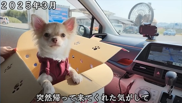 天国にいる先代犬にそっくりなワンコをお迎えしたら