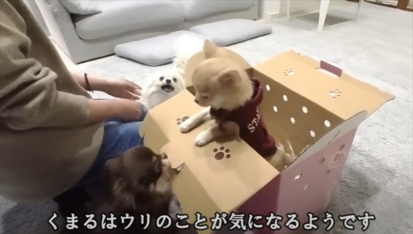 天国にいる先代犬にそっくりなワンコをお迎えしたら