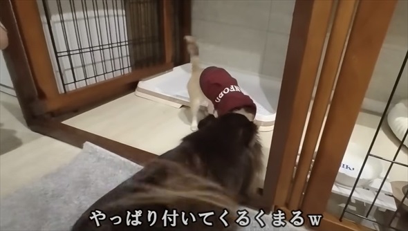 天国にいる先代犬にそっくりなワンコをお迎えしたら