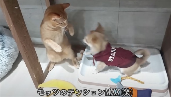 天国にいる先代犬にそっくりなワンコをお迎えしたら