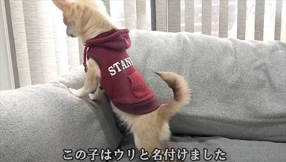 天国にいる先代犬にそっくりなワンコをお迎えしたら