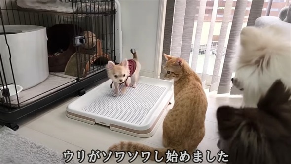天国にいる先代犬にそっくりなワンコをお迎えしたら