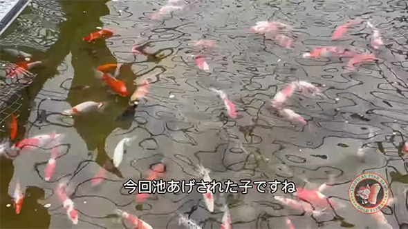 とある県の観賞魚店で目撃した“金魚”の姿に「これは普通じゃない