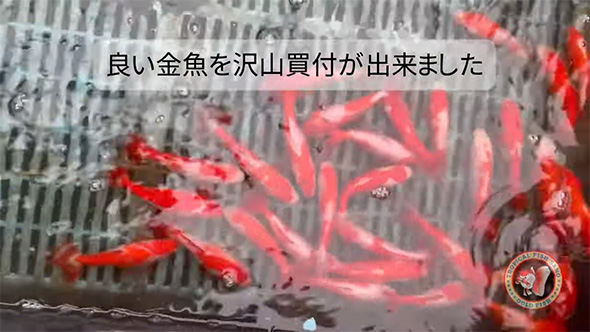 よい金魚を