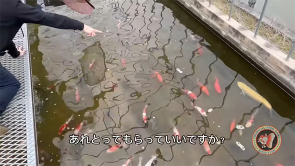 とある県の観賞魚店で目撃した“金魚”の姿に「これは普通じゃない