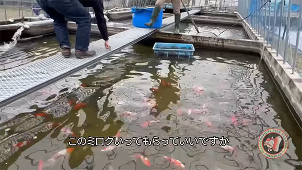 とある県の観賞魚店で目撃した“金魚”の姿に「これは普通じゃない