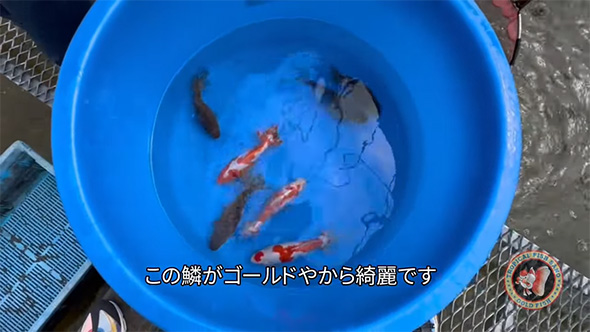 とある県の観賞魚店で目撃した“金魚”の姿に「これは普通じゃない