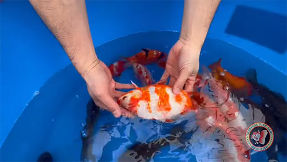 とある県の観賞魚店で目撃した“金魚”の姿に「これは普通じゃない