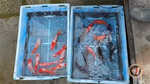 金魚が水色の容器に入っている