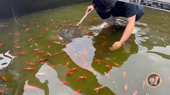 金魚をすくおうとしている男性