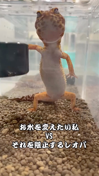 水換えを阻止しようとするレオパ