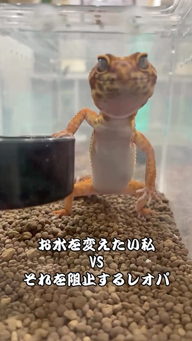 水換えを阻止しようとするレオパ