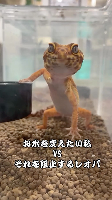 水換えを阻止しようとするレオパ