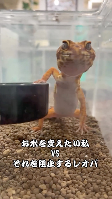 水換えを阻止しようとするレオパ