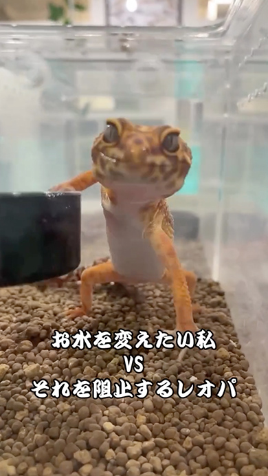 水換えを阻止しようとするレオパ