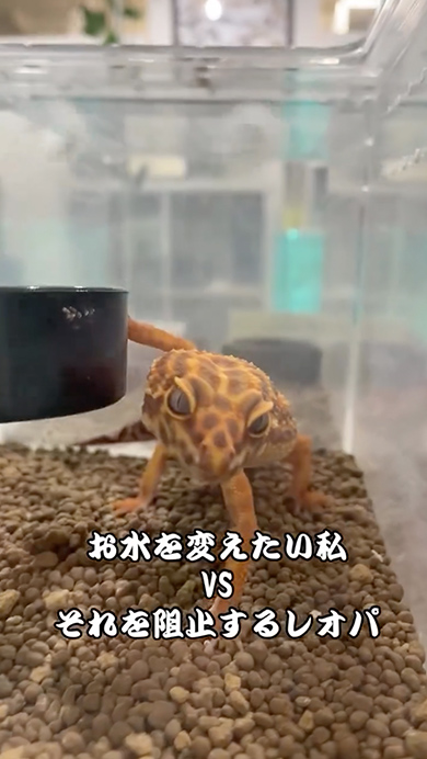 水換えを阻止しようとするレオパ