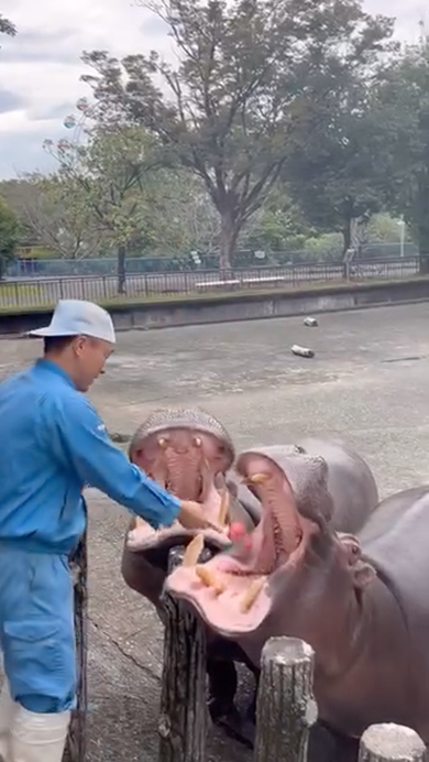 規格外のトマトを食べたカバの反応