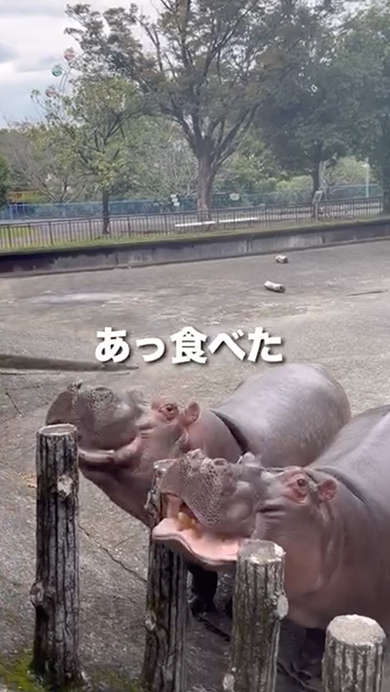 規格外のトマトを食べたカバの反応