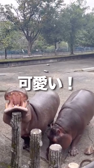規格外のトマトを食べたカバの反応