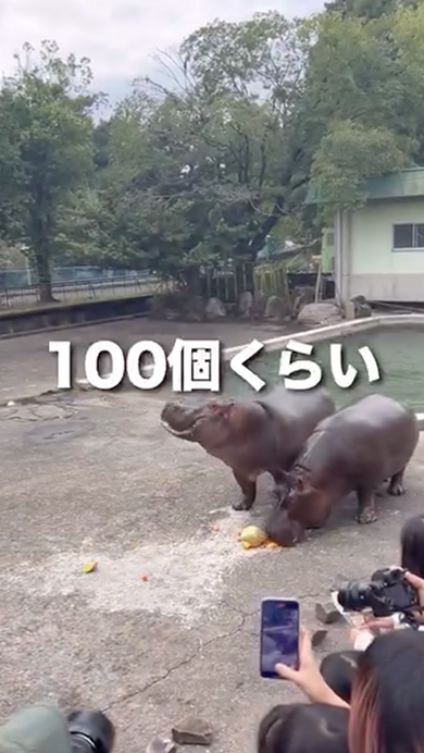 規格外のトマトを食べたカバの反応