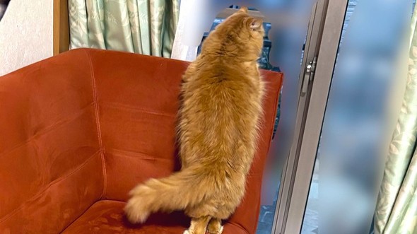 猫の写真を撮りたかったのに……